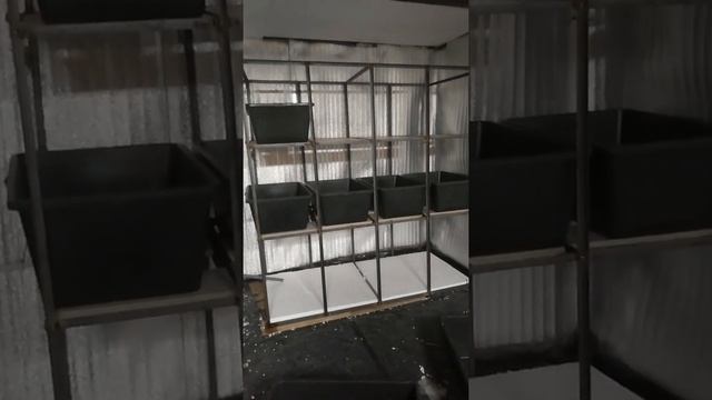 Маточник для креветки готов смотреть онлайн