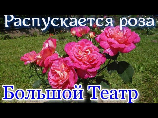 Как распускается роза  Большой Театр (Чайно гибридная) Timelapse Rose 4К. Bolshoi  (Meilland 1996)