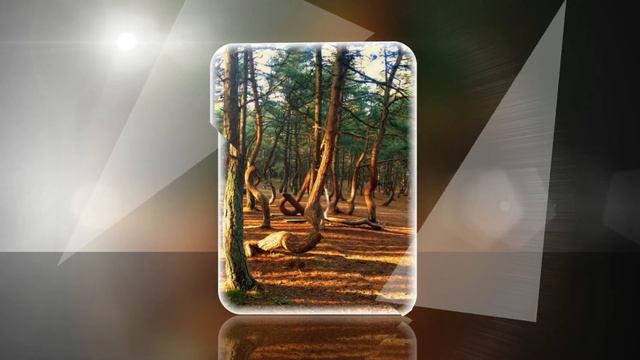 КРИВОЙ ЛЕС В ПОЛЬШЕ (Crooked Forest, Gryfino, Poland) смотреть онлайн