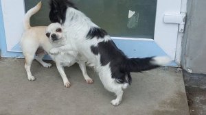 для взрослых ? естественная вязка собак чихуахуа Кастропуло с разъяснениями