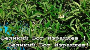 Лилия долин - Великий Бог Израилев