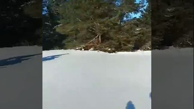 Покатушки на снегоходе) #Тайга #Рысь смотреть онлайн