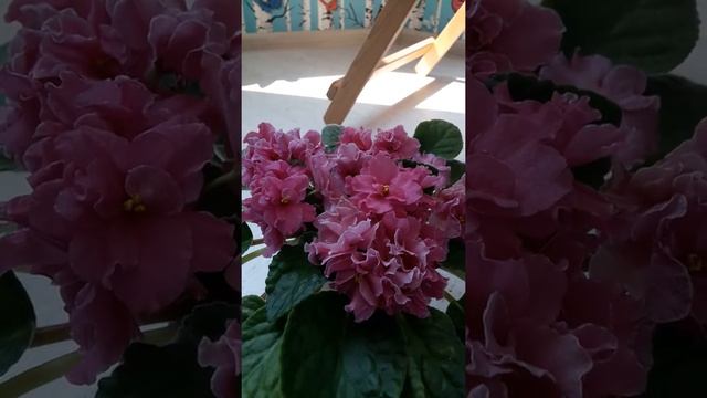 Alamo Joy фиалка смотреть онлайн