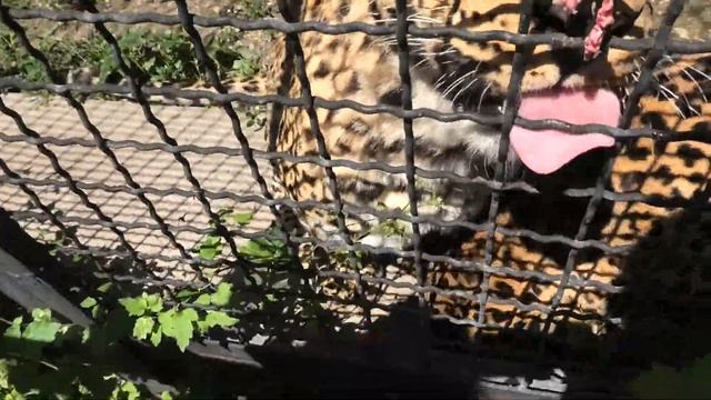 Барон и Принц милые акробаты! Розочке добавка The Baron, the Prince are cute acrobats! Rose accepte смотреть онлайн