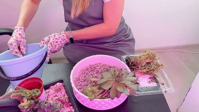 Создание композиции из суккулентов | Суккуленты в пеностекле смотреть онлайн