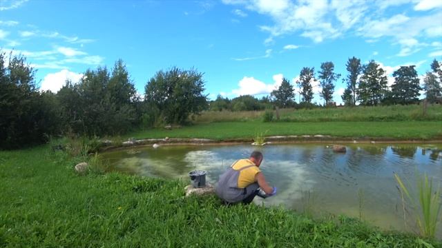Рыбья вошь у меня в пруду. Борьба с вредителями, известкование водоема. смотреть онлайн
