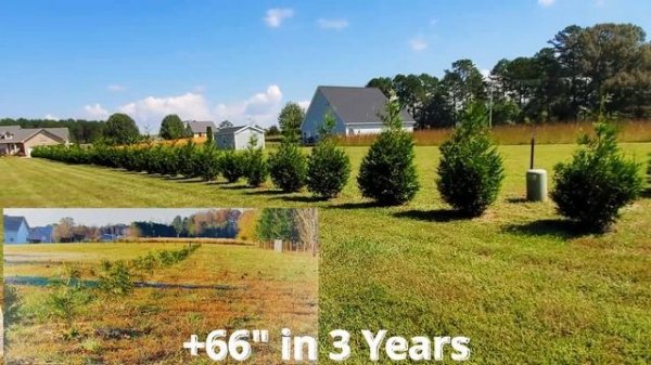 How Fast Do Thuja Green Giant Arborvitae Really Grow? | 3rd Year Growth Update