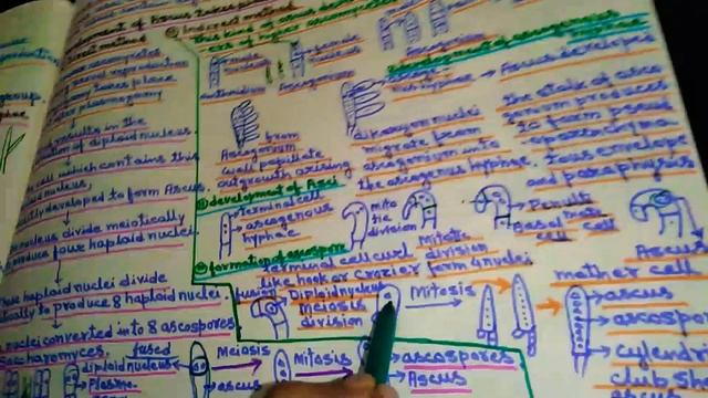 Kingdom Fungi: Ascomycetes in Hindi смотреть онлайн