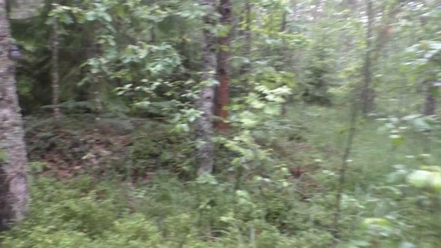 Лес Олений. Черничничное болото. Березняк. смотреть онлайн