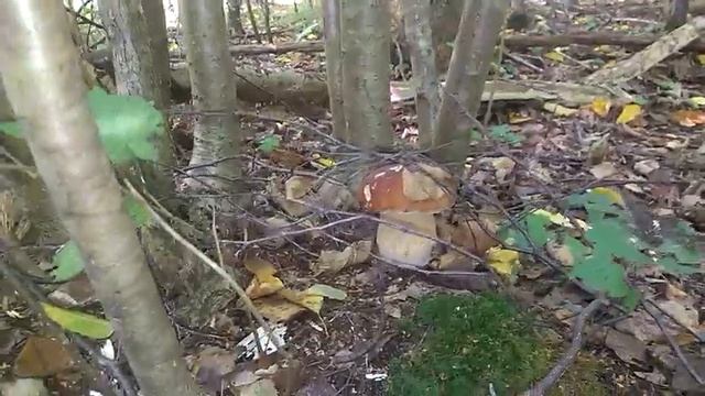 Красивый белый гриб боровик смотреть онлайн