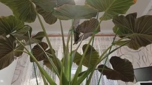?Алоказия Регал Шилдс я в шоке от неё? #город61 #flowers #alocasia #комнатныецветы #алоказия #обзо
