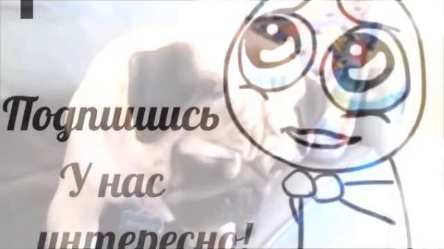 Мопсы классные собаки (TOP Funniest Pug Videos) смотреть онлайн