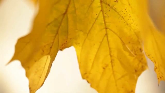 Autumn Serenity - relaxing guitar music by Jihad W. Zeidan смотреть онлайн
