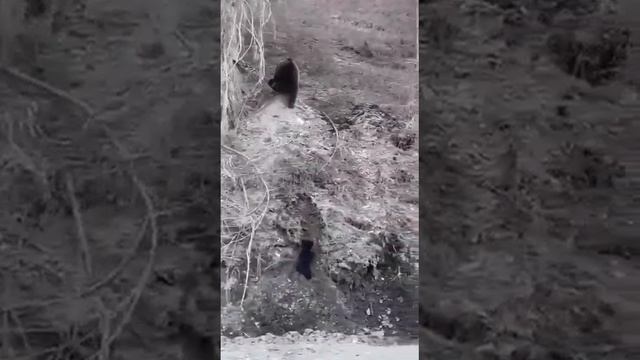Амурчане делятся трогательным видео о многодетной медвежьей семье смотреть онлайн