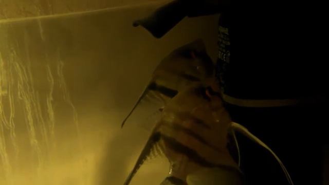 Скалярии отложили икру на фильтре смотреть онлайн