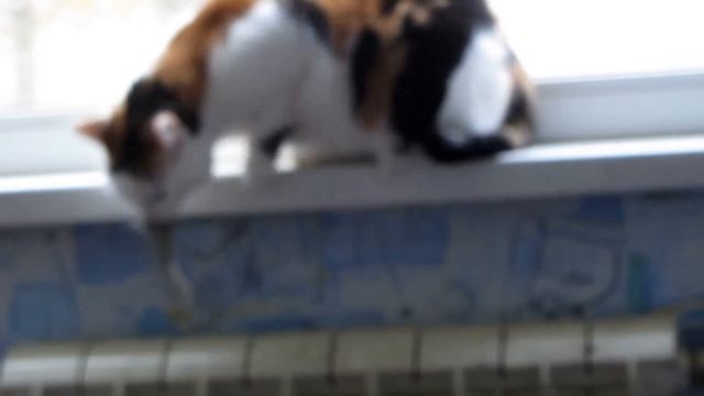 Cat paws heats.Кошка греет лапы. смотреть онлайн