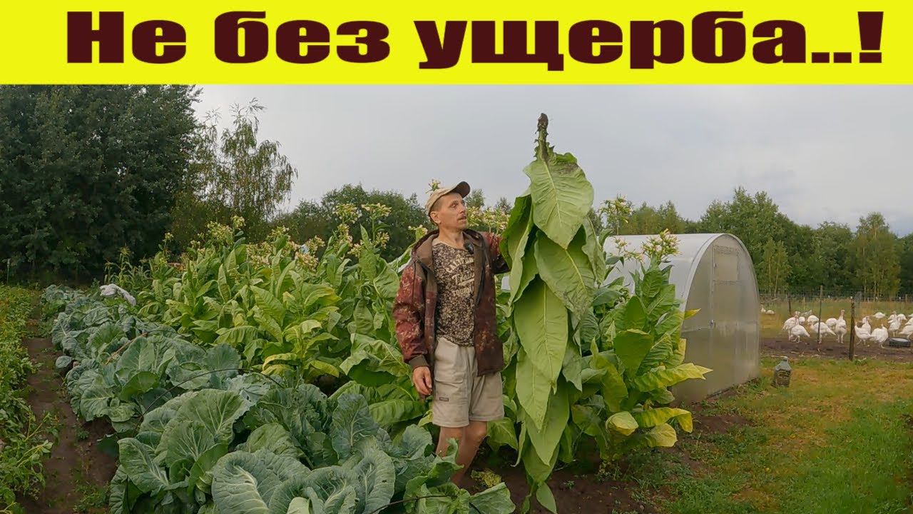 Дождались, но с ущербом! Контрольный выкоп, ферментатор, индюки - деревенские будни! смотреть онлайн