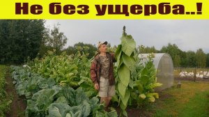 Дождались, но с ущербом! Контрольный выкоп, ферментатор, индюки - деревенские будни!