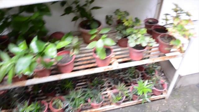 My Companion Species - Song of Jamaica | DLSU CAMPUS TOUR смотреть онлайн