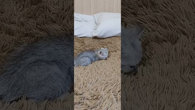 Чёрный пятнистый табби на серебре готов к переезду. смотреть онлайн