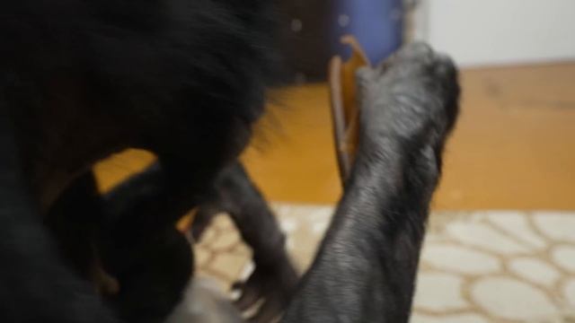 В Оренбурге ШИМПАНЗЕ распаковывает посылки! Дикие животные не всегда дикие? смотреть онлайн