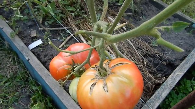 Убирать или оставить махровый цветок у томатов. Томат король гигантов смотреть онлайн