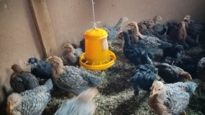 Билефельдеры, первый месяц прожили...