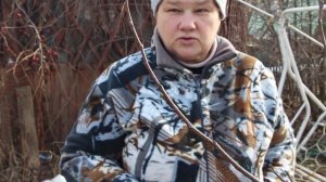 В Чем Секрет Успешной Прививки. Прививка Деревьев Весной.