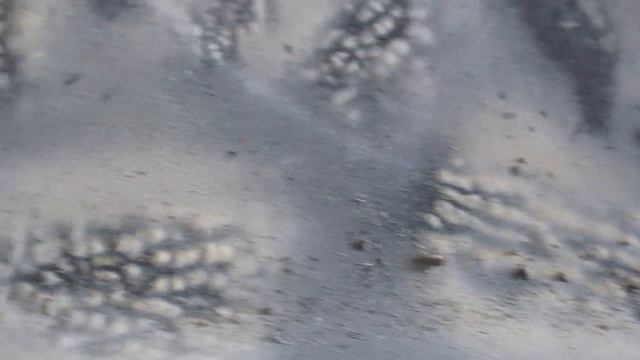 How to make a Morel Mushroom Spore Print art Mushroom Hunting US, Canada, Europe, Asia, Australia смотреть онлайн
