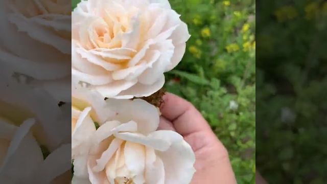 Лионс Роуз (Lions Rose) - роза флорибунда. Сочетание нежности оттенков лепестков розы. Июль 2020 смотреть онлайн