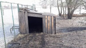 РАЗВЕДЕНИЕ ДИКОГО КАБАНА В ХОЗЯЙСТВЕ/УХОД,КОРМЛЕНИЕ/ ЧТО ВЫГОДНО СВИНЬИ ИЛИ ДИКИЕ КАБАНЫ/