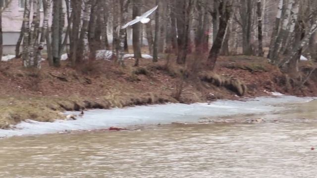 г. Лысьва. Чайки на Травянском пруду. 26.04.2021 г. смотреть онлайн