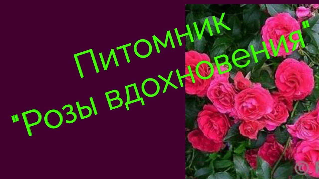 Посылка с розами. Питомник "Розы вдохновения". смотреть онлайн