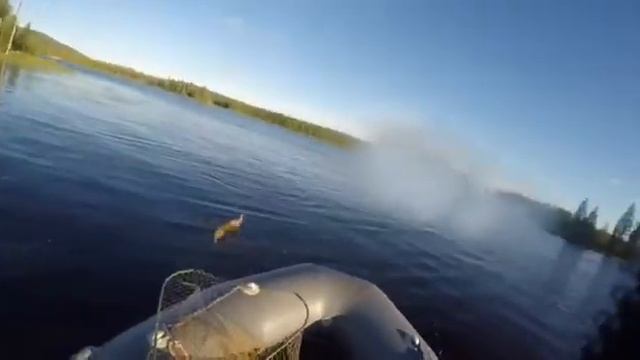 Окунь в Северной Карелии смотреть онлайн