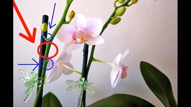 Что делать с орхидеей после цветения – варианты смотреть онлайн