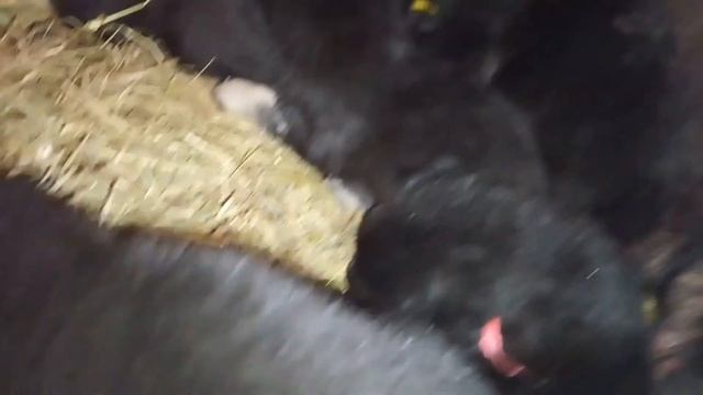 Переселили щенков. Сено, стружка или солома?! смотреть онлайн