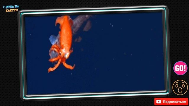 ЖУТКИЕ ОБИТАТЕЛИ МОРСКИХ ГЛУБИН смотреть онлайн