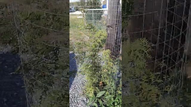 Семья Булатовых ландшафт у дома Туя и голубая ель смотреть онлайн