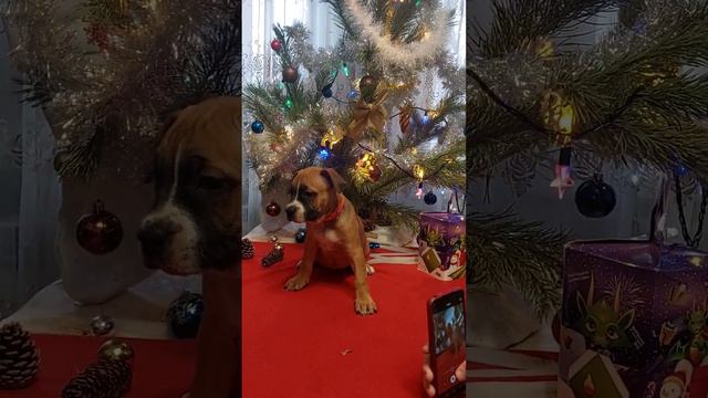 девочка ам.стафф 8ноября 2023года рождения