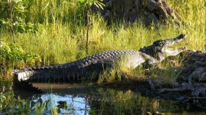 Презентация для 4 класса "Национальные парки мира и России"