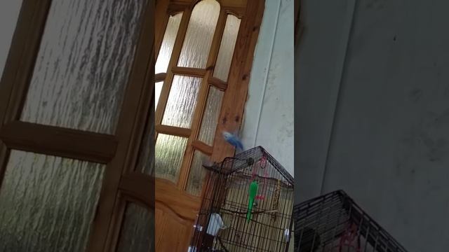 Воробей против получеха (волнистый попугай). Попугай боится воробья. смотреть онлайн