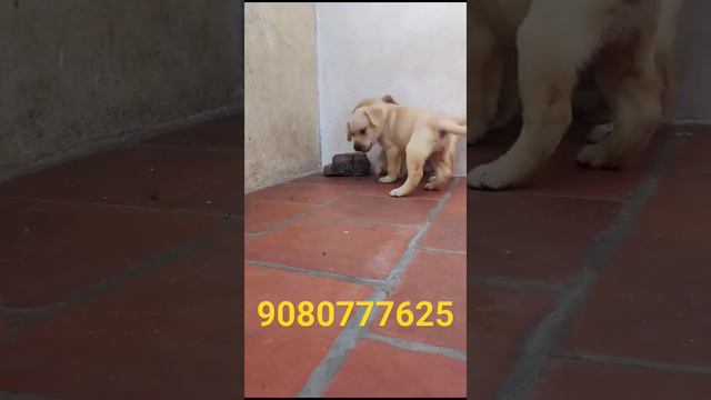 Labrador Female Puppies Available 9080777625 Location Tenkasi