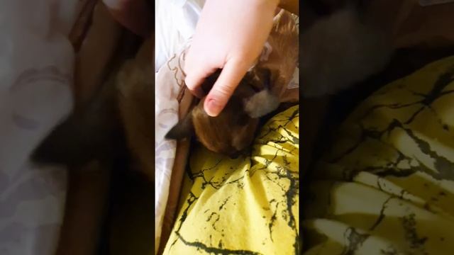 Европейская бурма. Цвет соболь (тёмный шоколад) смотреть онлайн
