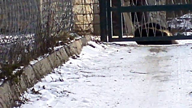 Оленята смотреть онлайн