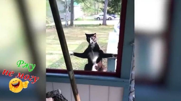 ПОДБОРКА СМЕШНЫХ ИСПУГОВ ЛЮДЕЙ И ЖИВОТНЫХ...(ОБХОХОЧЕШЬСЯ )... смотреть онлайн