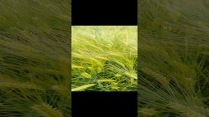 Ячмень озимый сорт ФАНКИ