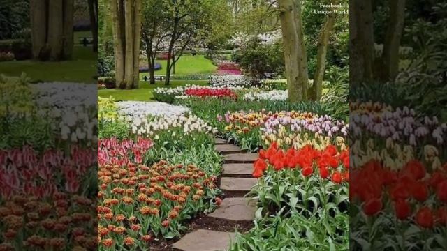 Keukenhof Flower Park (Holland) / Цветочный парк Кёкенхоф (Голландия) смотреть онлайн