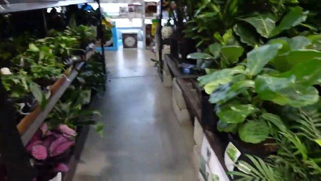 Plant Shopping with Da'Plant Parent смотреть онлайн