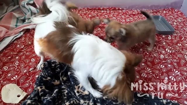 СОБАКА МАМА ВОСПИТЫВАЕТ ЩЕНКОВ . / Dog mom and puppies смотреть онлайн