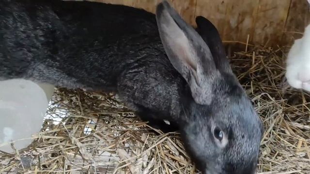Содержание кроликов в мороз. смотреть онлайн